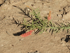 Prosopis humilis