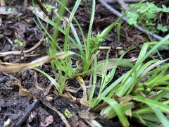 Carex breviculmis