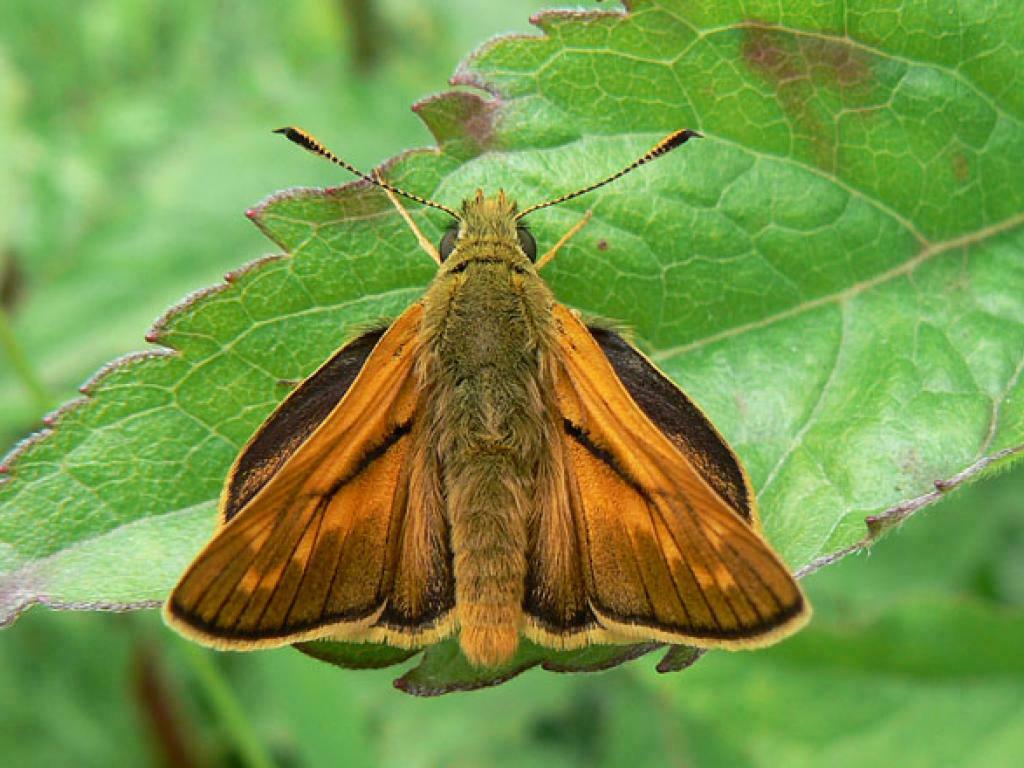 Ochlodes sylvanus