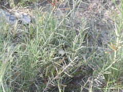 Prosopis humilis
