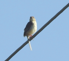Prinia sylvatica