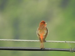Carpodacus erythrinus