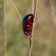 Chrysolina bankii
