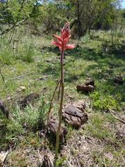 Sacoila lanceolata