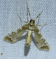 Leucinodes cordalis