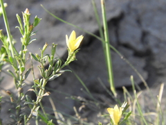 Menodora integrifolia
