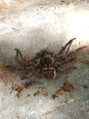 Polybetes pythagoricus