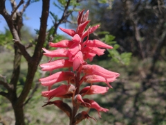 Sacoila lanceolata