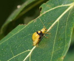 Monolepta oculata