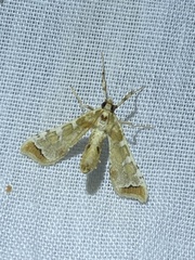 Leucinodes cordalis
