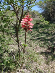 Sacoila lanceolata