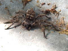 Polybetes pythagoricus