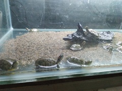 Trachemys scripta