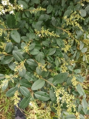 Ligustrum sinense