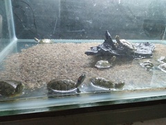 Trachemys scripta