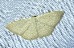 Scopula optivata