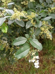 Ligustrum sinense