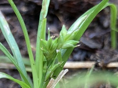 Carex breviculmis