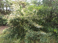 Ligustrum sinense