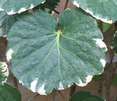 Polyscias scutellaria