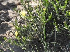 Menodora integrifolia