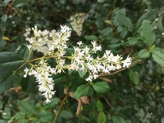 Ligustrum sinense