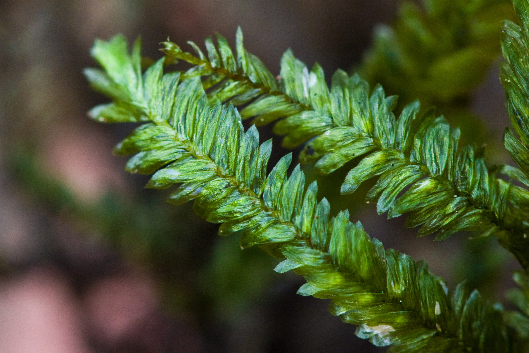 Porotrichum