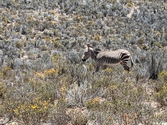 Equus zebra zebra