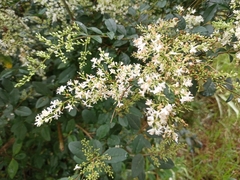 Ligustrum sinense