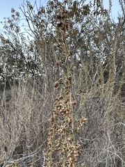 Artemisia californica