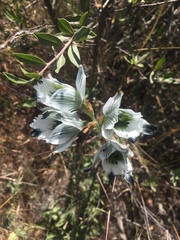 Chloraea bletioides