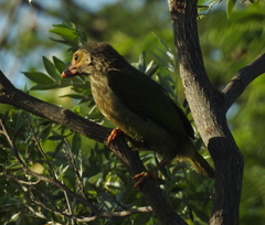 Psilopogon zeylanicus
