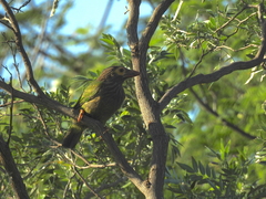 Psilopogon zeylanicus