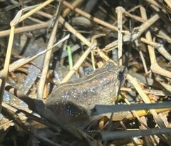 Occidozyga martensii