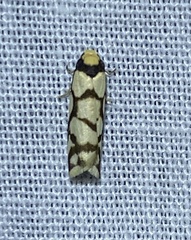 Scaptesyle dichotoma