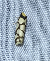 Scaptesyle dichotoma