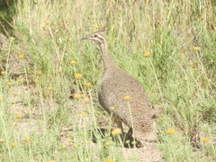 Eudromia elegans