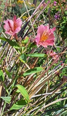 Alstroemeria aurea