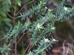 Pimelea tomentosa