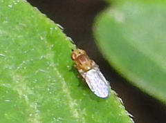 Chyromyidae