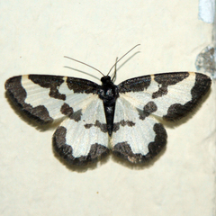Lomaspilis marginata