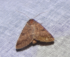 Pandesma