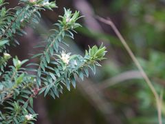 Pimelea tomentosa