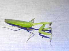 Hierodula membranacea