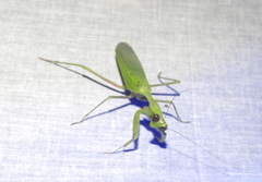 Hierodula membranacea