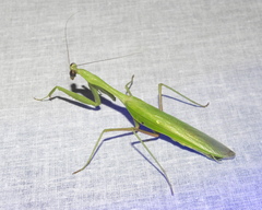 Hierodula membranacea