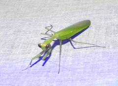 Hierodula membranacea