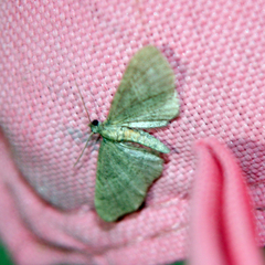 Gymnoscelis rufifasciata