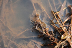 Dolomedes fimbriatus