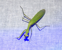 Hierodula membranacea